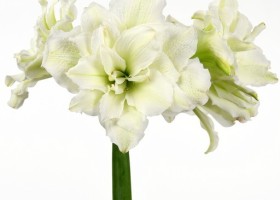 hippeastrum Polar Belle (1)